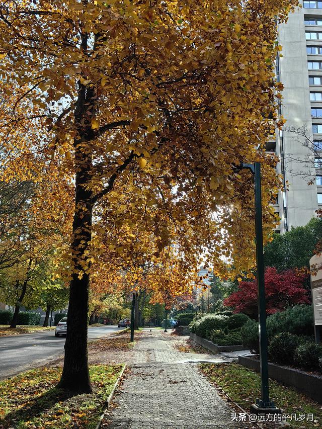 温哥华游记（四）