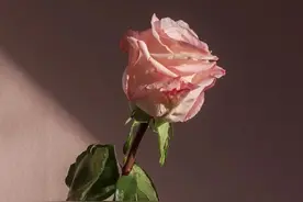 心理学：不要随便删掉一个男人，就算你自认心里没他了 在...图片