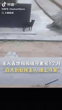 对主人忠诚的狗可以有多忠诚