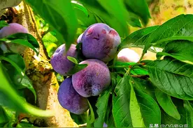 李子不但好吃，好处还这么多图片