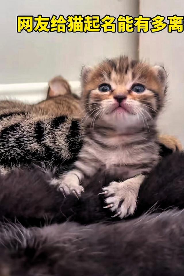 网友给猫起名能有多离谱