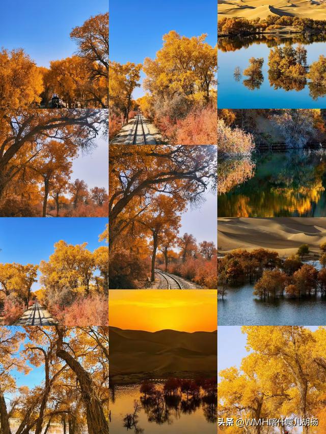 三千载守望，一季秋成诗。风骨铸金黄，大漠最传奇。