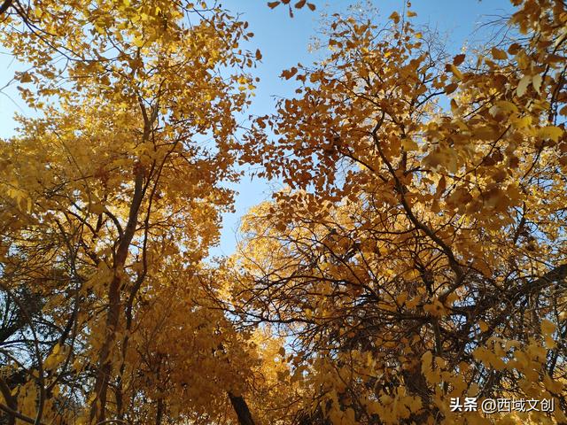 图说｜沙漠绿洲胡杨峡掠影