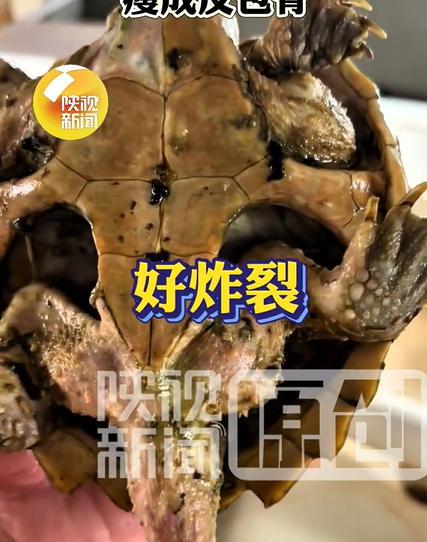 鳄龟被主人遗忘箱底1年瘦成皮包骨