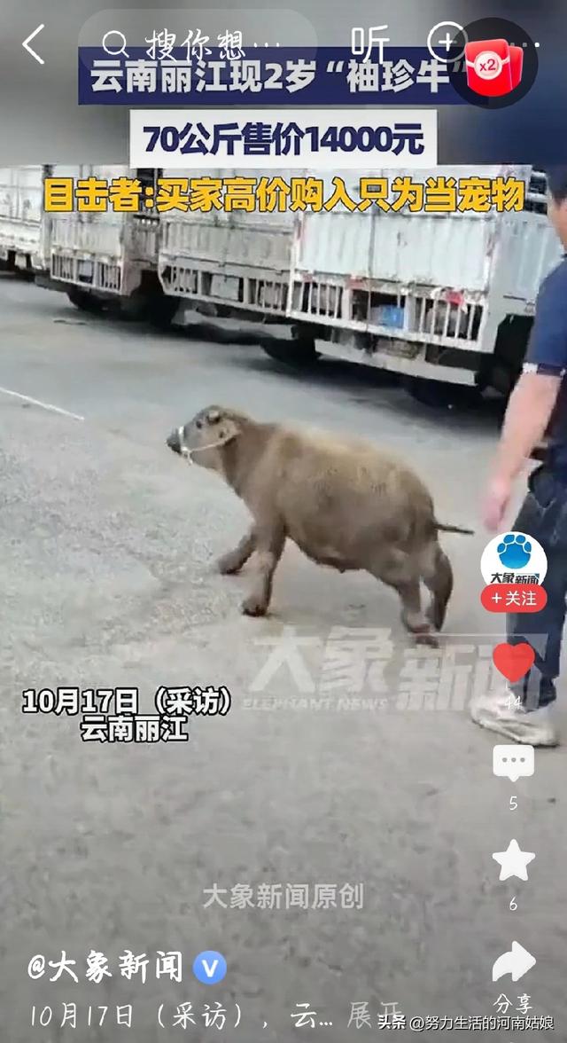 你会花高价买“袖珍牛”吗