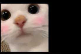 胖猫代练员跳桥事件，真是让人扼腕叹息。 具体的原因呢图片