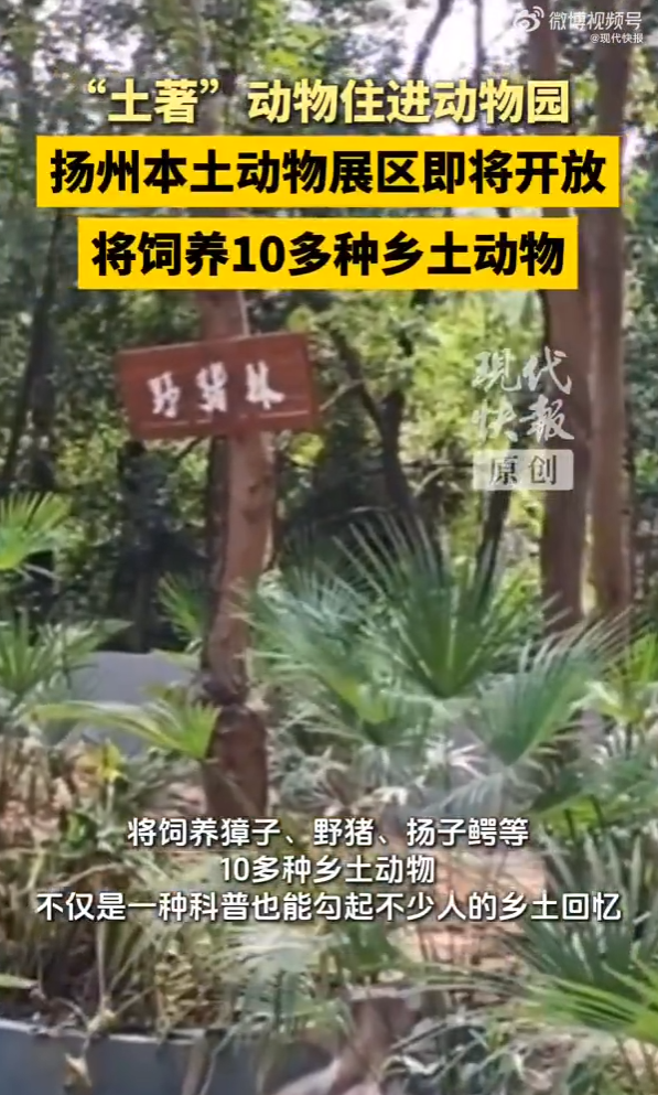 扬州动物园给野猪“转正”了