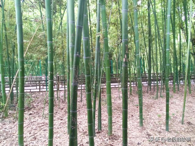 公园竹林里展现的是一些人的低素质，其行为与秀竹相比格格不入！