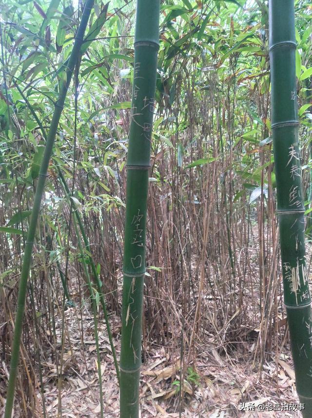 公园竹林里展现的是一些人的低素质，其行为与秀竹相比格格不入！