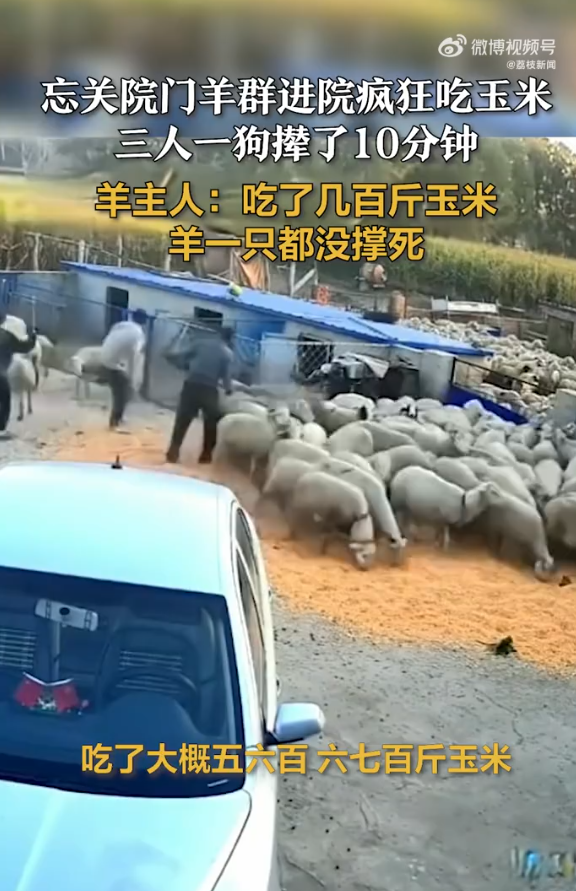 羊群进院狂吃几百斤玉米
