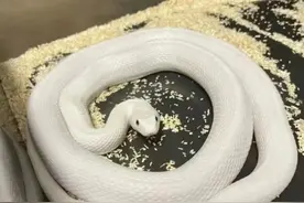 江西一女子睡觉时，一条大白蛇扭动着身体进入她的被子里图片