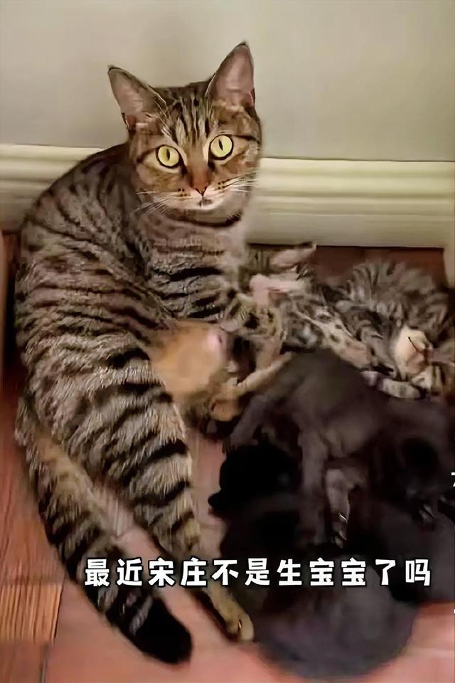 网友给猫起名能有多离谱