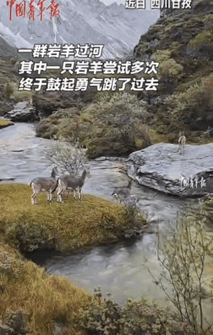 面对困难你会多次尝试吗