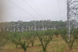 中储粮做为中国国字头的粮食存储和供应企业图片