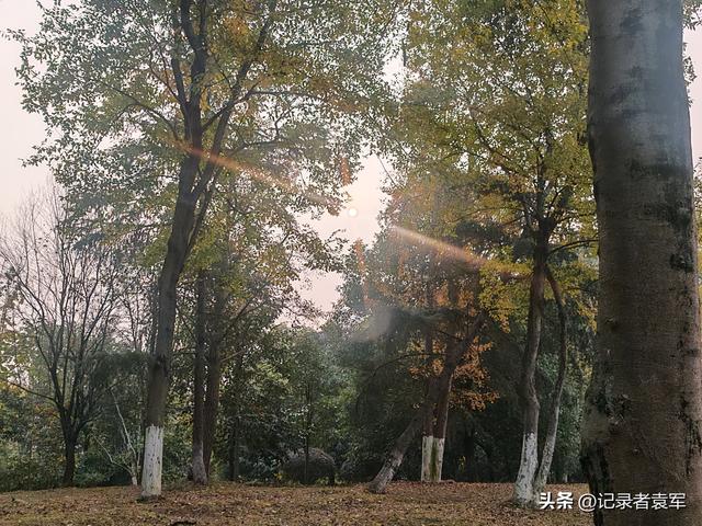 凤栖绿道，湖畔闲游——成都金牛区凤凰山公园游记