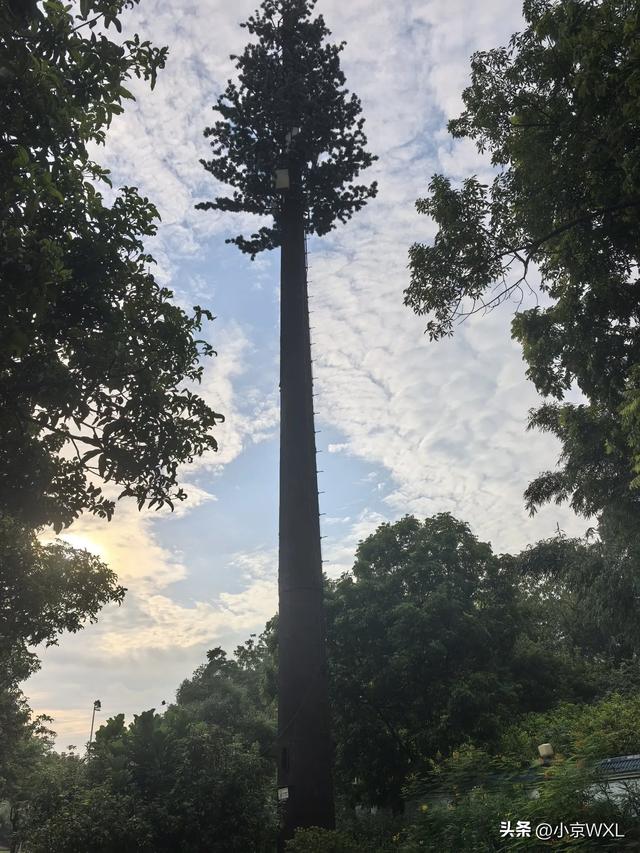 官洲生物岛鹅公村的早茶