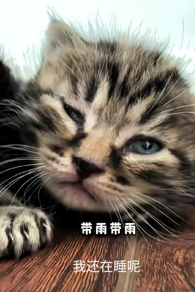 网友给猫起名能有多离谱