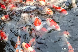 心情容易抑郁的人，可以养这5种灵性的动物， 龟图片