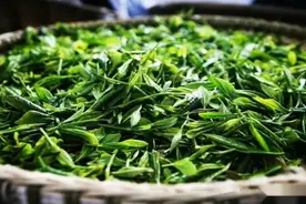 茶叶过期了，到底还能不能喝了？今天才明白，90%的...图片