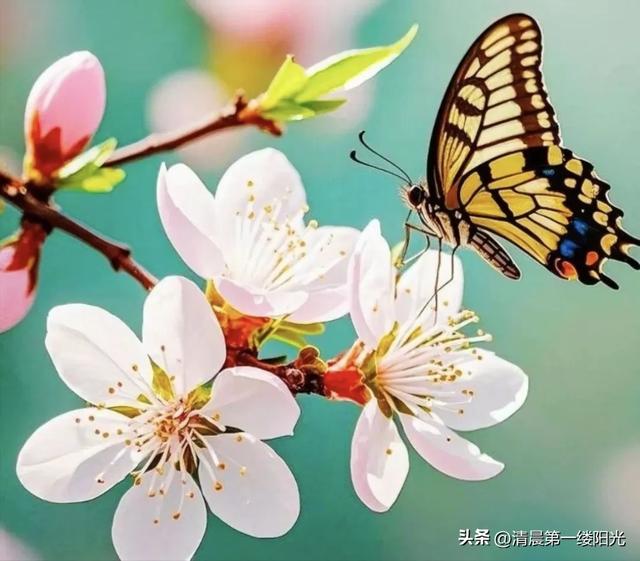 古诗词赏析:杜甫《绝句:迟日江山丽》