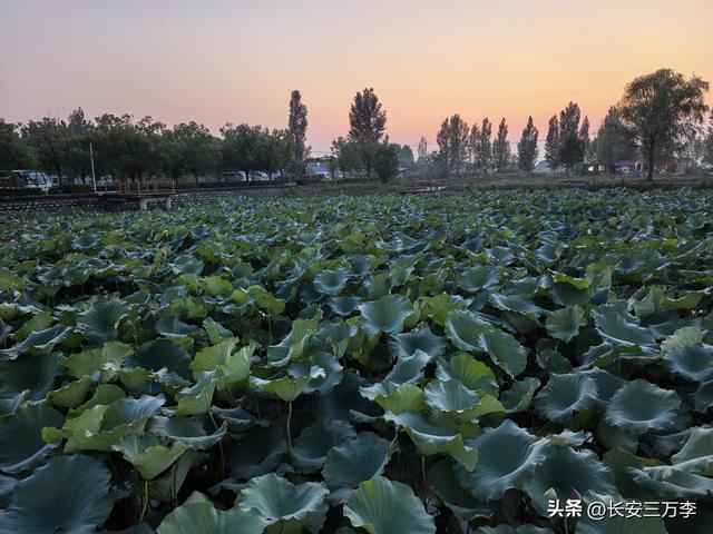 北上大草原第14站：南回山东微山岛