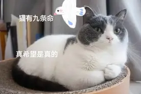 猫有九条命，真的吗？图片