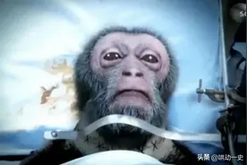 全球首例猴子换头手术完成，换头后成功苏醒，为何又实施安乐死？图片