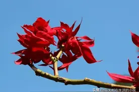 延缓衰老的习惯，坚持一大半 1、不熬夜，早睡早起图片
