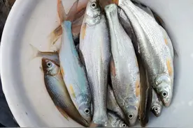 野钓10年，发现了8种淡水鱼的独特习性图片