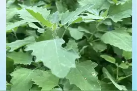 是大自然馈赠的瑰宝，却对杀虫止痒有很好的功效，它就是灰灰菜图片