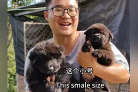 小熊后代一公两母出窝，小陈马上去抱回两只五黑小母，满意的收获视频封面