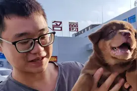 花三小时淘狗，收获了2只山牛红四眼包金，稀有配色难得一遇视频封面