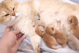 两分钟带你看完4个小时，给猫接生的全过程！ #猫咪生仔 #生小猫视频封面