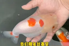 养兰寿养到拿冠军是一种什么体验！ #兰寿金鱼 #兰寿视频封面