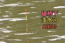 找了个破桥甩两竿，水浅水浑鱼不少，捡的蚯蚓就是好，鱼口狂躁视频封面
