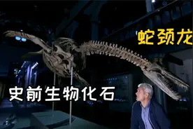 河中巨怪：尼斯湖水怪的真身到底是什么？杰叔带你寻找真相！视频封面