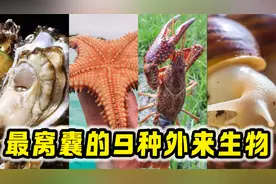 入侵我国的9种外来生物，不但没有泛滥成灾，反而被吃到差点灭绝