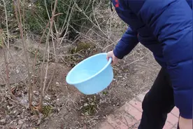 北方露天地栽绣球花，冬季能不能浇水？视频封面