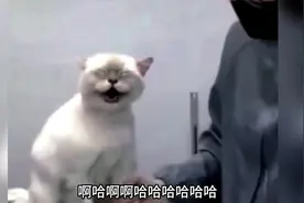 水是有源的，树是有根的，猫哭是有原因的。