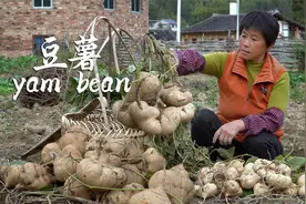 豆薯脆嫩清甜，既是水果也是蔬菜，炖汤蒸肉做五香卷超美味
