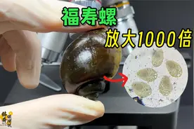 福寿螺为什么不能吃？用显微镜放大，全是寄生虫