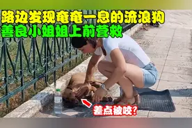 怀孕的流浪母狗躺在路边奄奄一息，被善良小姐姐所救，结局暖心！视频封面