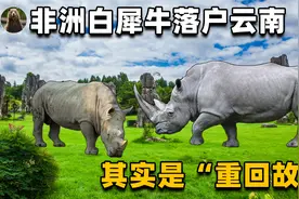 非洲白犀牛落户云南！它们都能在这里生活，那中国犀牛能复活吗？视频封面
