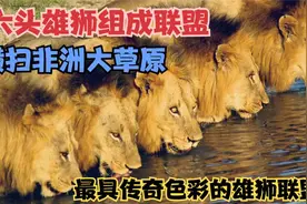 六头雄狮组成“坏孩子”联盟，横扫非洲大草原视频封面