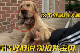 金毛把石头当成宝贝，天天叼着不松口，原因却又好笑又心疼视频封面