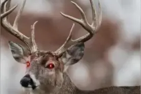 专家警告：美国黄石公园的‘僵尸鹿’病可能传播给人类