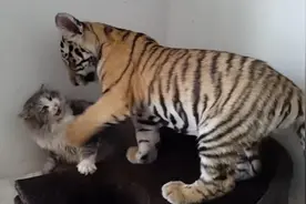 猫咪掉进老虎园，不料一只老虎过来了，下一秒憋住别笑视频封面