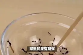 家中蚂蚁怎么彻底根除？教你一个土方法，不用开水不用药，涨知识视频封面