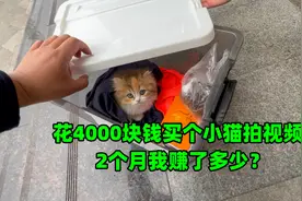 花4000块钱买个小猫拍视频，2个月我赚了多少？3种拍猫赚钱渠道。
