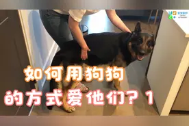 如何用狗狗的方式爱他们？1